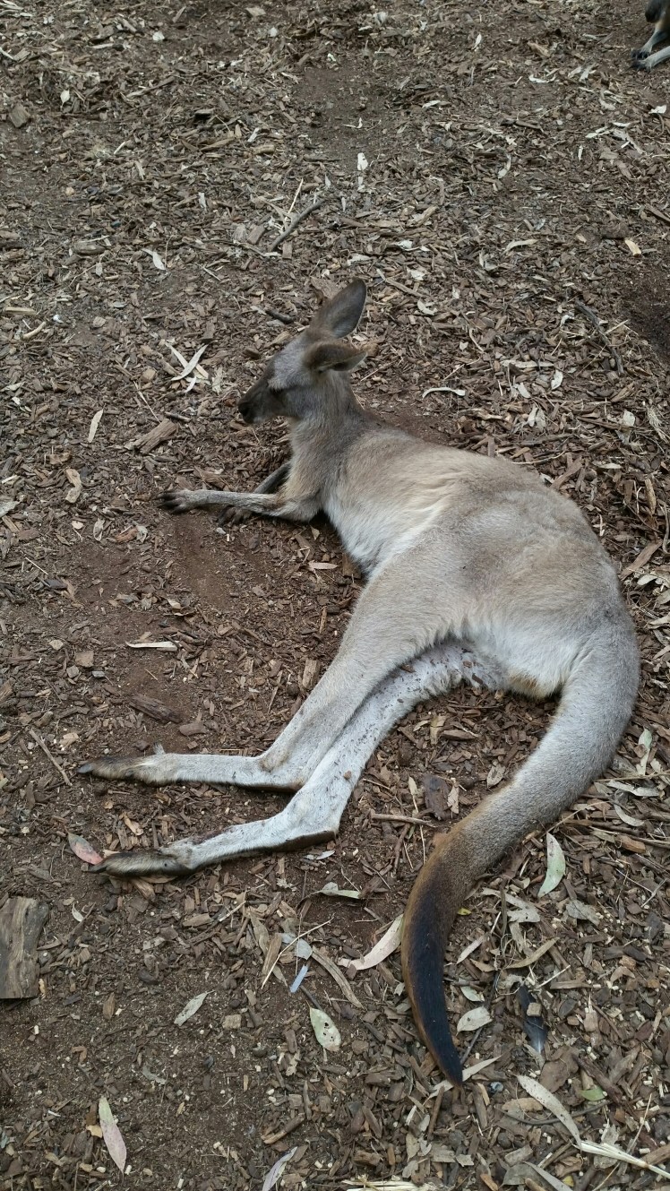 wp-1453012621813 image